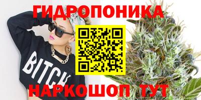 шишки Будённовск